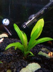 Amazon Sword Care Guide – Carpet, Floating, Propagation.